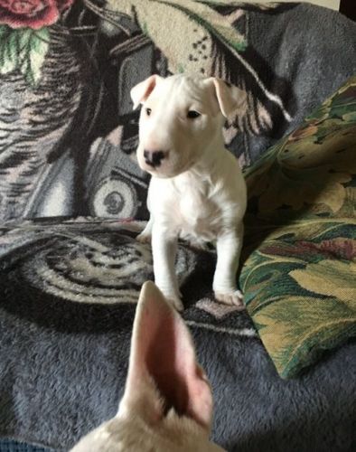 Sweet Bull Terrier Puppies For Sale. Text (***) ***-***2