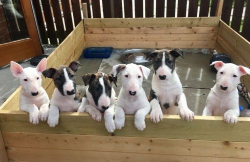 English Bull Terrier Puppies