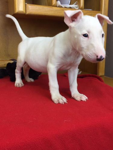 Bull terrier maniature