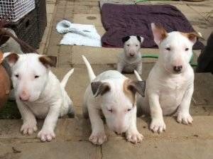 Bull terrier puppies