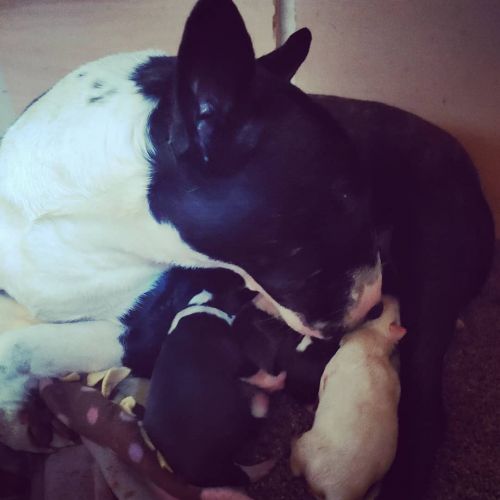Bull terrier puppies! Ready to home soon!