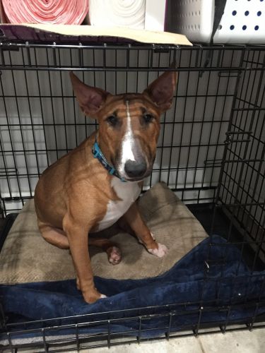 Chub the bull terrier