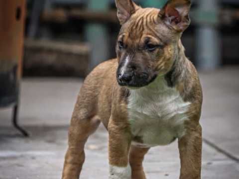 Fit N Functional Bullterriers