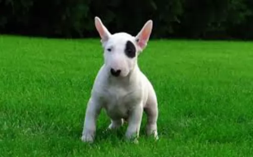 bull terrier puppy - description