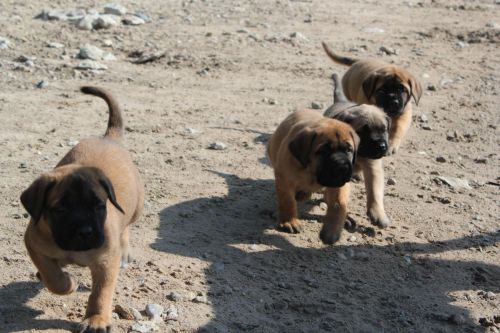 generous BullMastiff Puppies