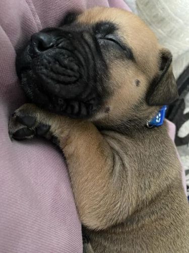 Male Bullmastiff Puppy