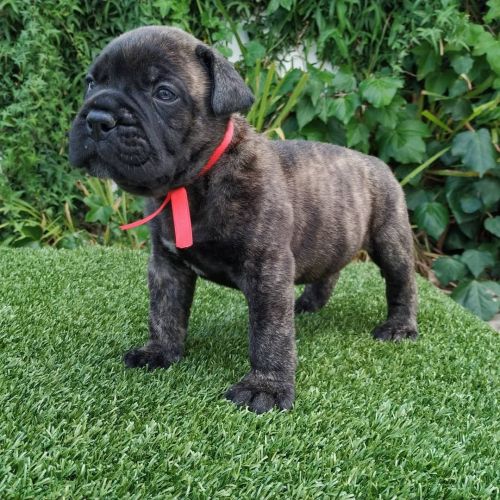 Cute bull mastiff puppies