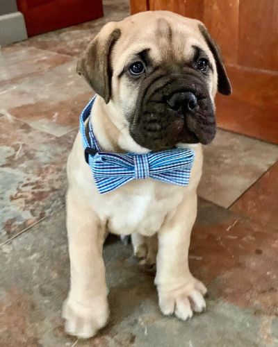 Trusted Sweet Bull mastiff puppies