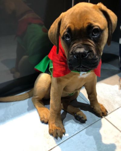 Player Healthy Bullmastiff puppy