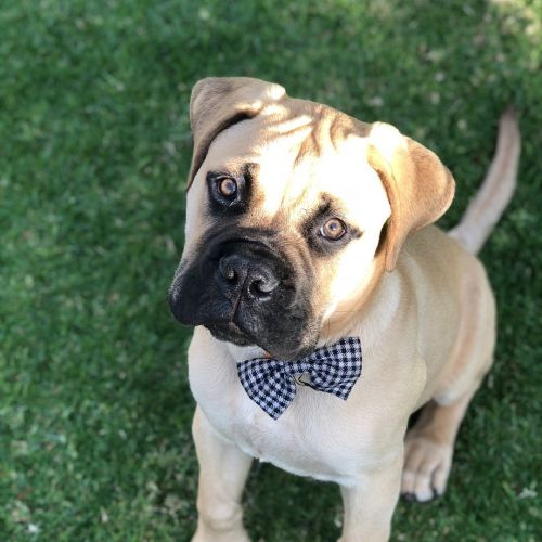 Cute Bullmastiff Puppy