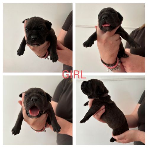 Australian bandog puppies for sale