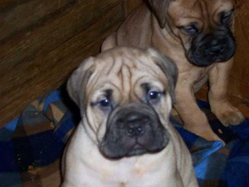 Champion lineup Bull Mastiff puppies