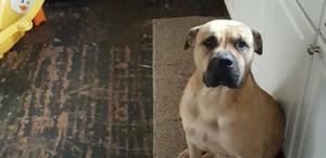 Akc female bullmastiff