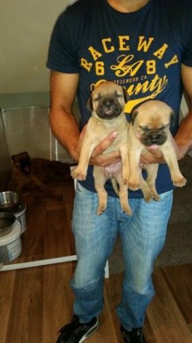 Bullmastiff Pups