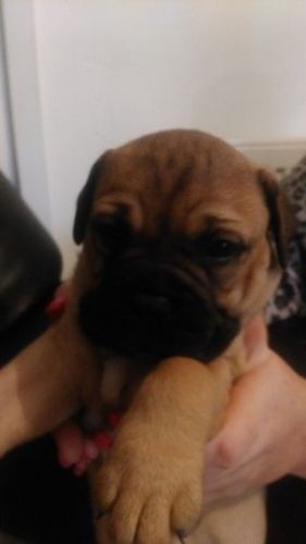 Pedigree Bullmastiff For Sale