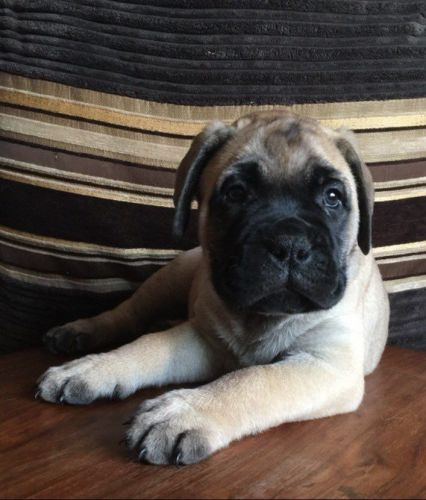 Bullmastif pups