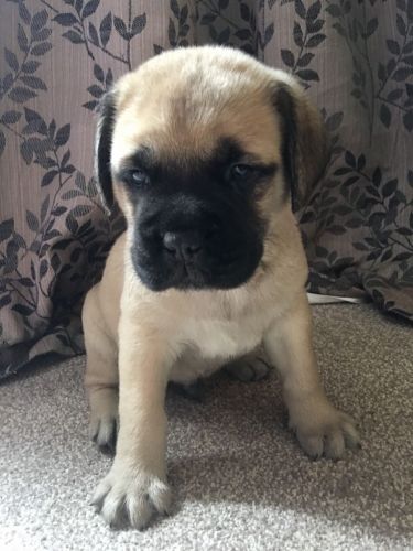 Outstanding Kc Registered Bullmastiff Puppies.