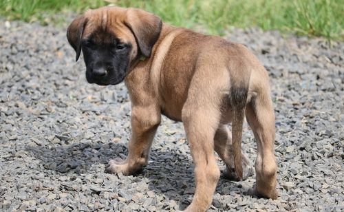 Lovely AKC reg. Mastiff Puppies