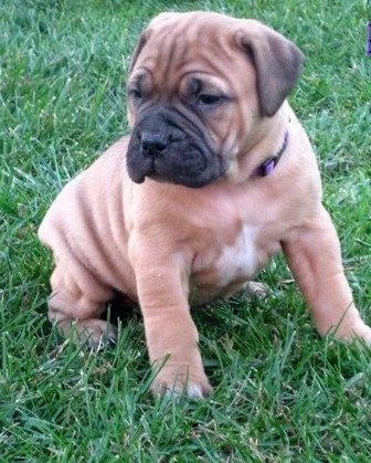 Quality AKc Register Bullmastiff Puppies For Sale