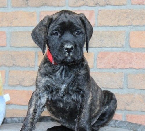 Beautiful Bullmastiff Puppies For Sale