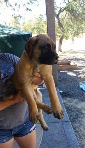 10 weeks Bullmastiff Puppies