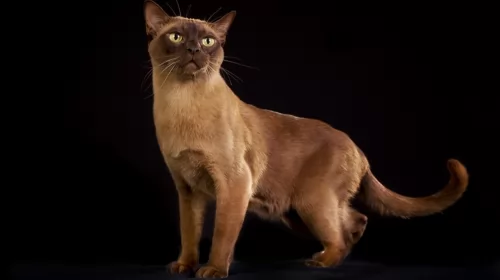 burmese cat - characteristics