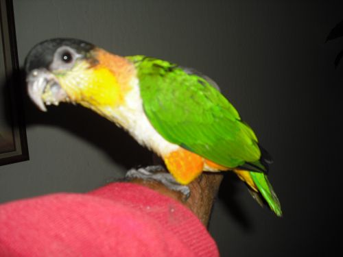 black head caique baby