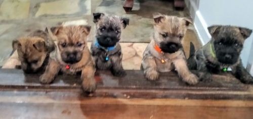 Cairn Terrier Puppies for sale in Esk QLD 4312, Australia. price: $2,500