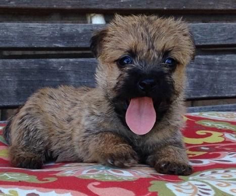 Best-ever Cairn Terrier Puppies Available