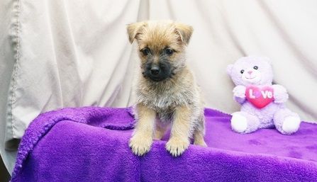 AKC registered Cairn Terrier Puppies text (***) ***-***7