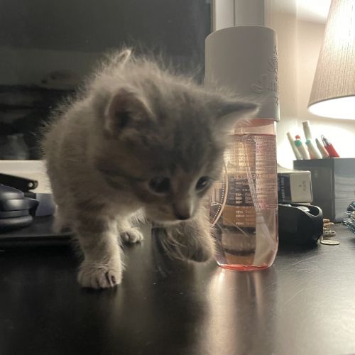Pretty Male & Female Calico Kittens For Sale