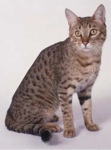 california spangled cat cat - characteristics