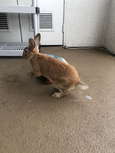 Bunny for sale