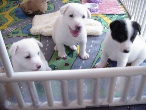 Canaan Puppies