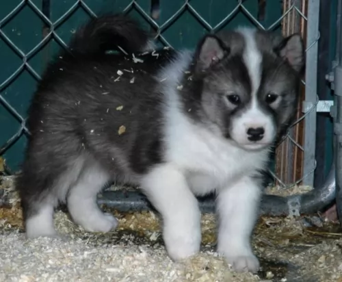 canadian eskimo dog puppy - description
