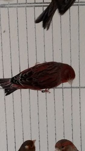 Canaries (Song Birds)