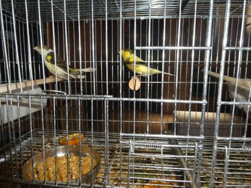 TRIMBADO CANARIES