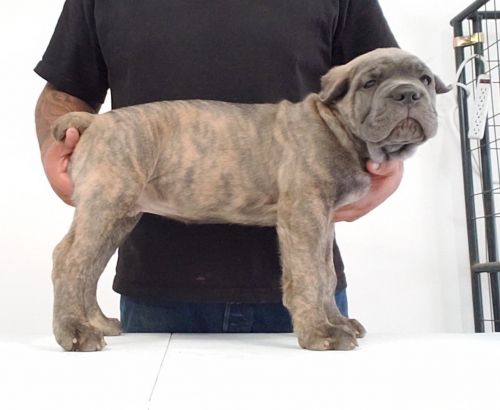 Cane corso puppies