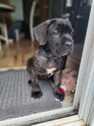 Female Cane Corso puppy