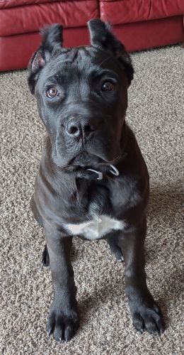 Cane Corso Puppies for sale in Sioux Falls, SD, USA. price: $1,900