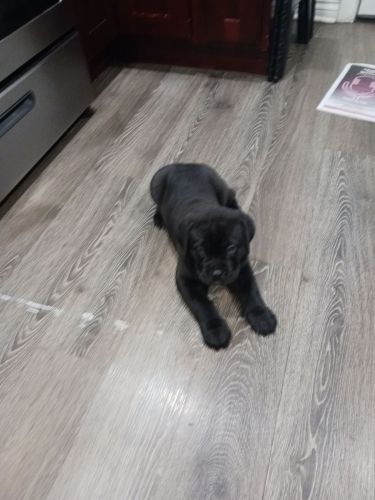 Cane Corso for sale