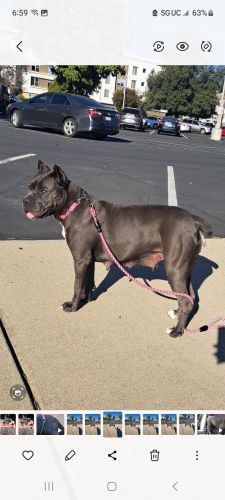 3yrs OLD CHAMPION BLOODLINE CANECORSO