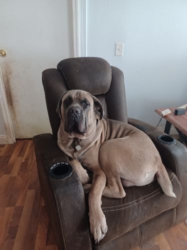 Cane Corso