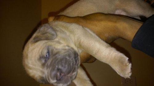 fornentino cane corso puppies