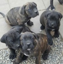 Cane Corso Italian Mastiff Puppies