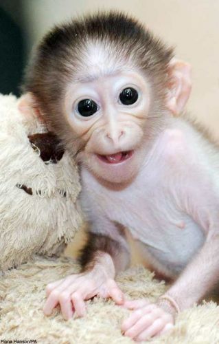 Amazing capuchin monkey