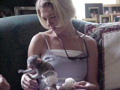 17 weeks old baby capuchin monkeys