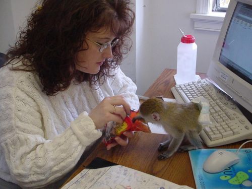 Capuchins Monkey Animals for sale in Mt Prospect, IL, USA. price: $500