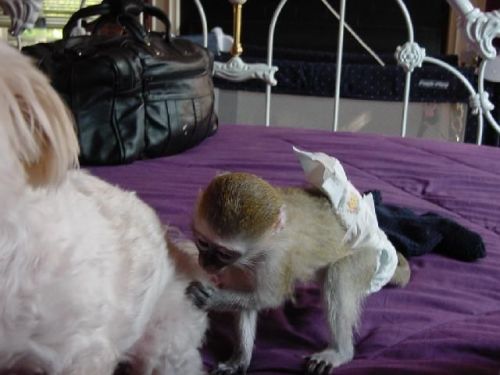 Tamed Capuchin Monkeys