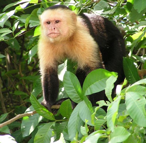 capuchins monkey for sale